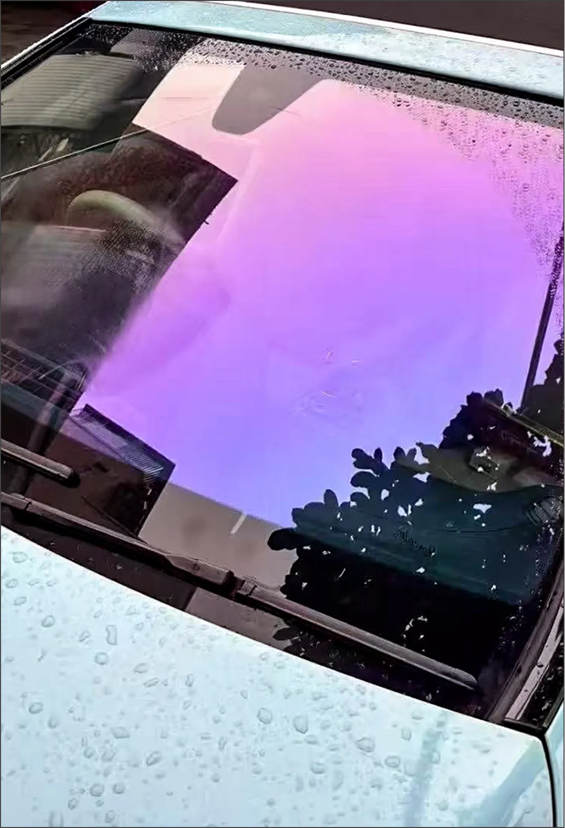 Chameleon Purple 75